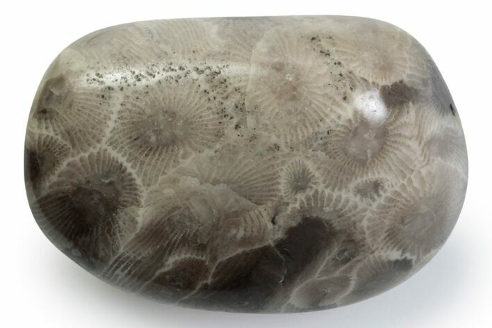 Polished Petoskey Stone (Fossil Coral) - Michigan #383077
